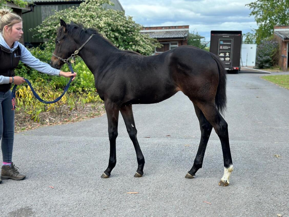 Showcasing x An Ghalanta 24 filly arrival from SL 28 06 24