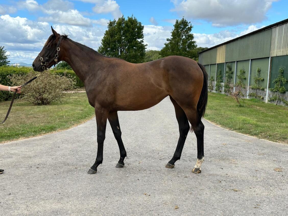 Showcasing x An Ghalanta24 filly 14 08 25