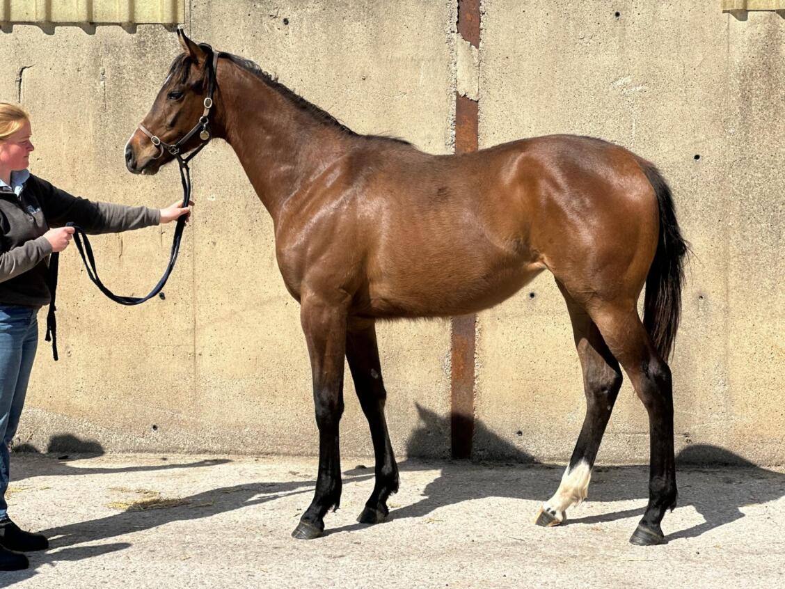 Showcasing x Carolinae24 filly 09 05 2025