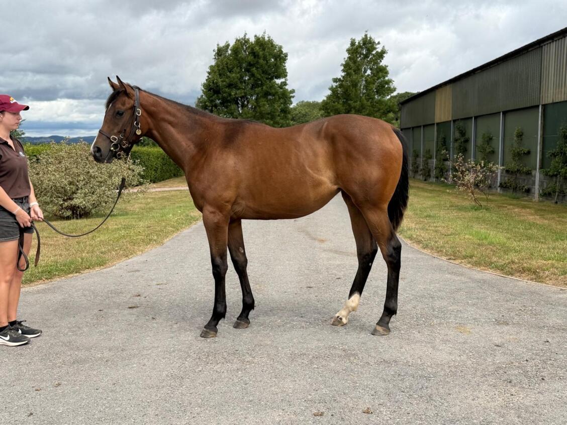 Showcasing x Carolinae24 filly 17 07 2025