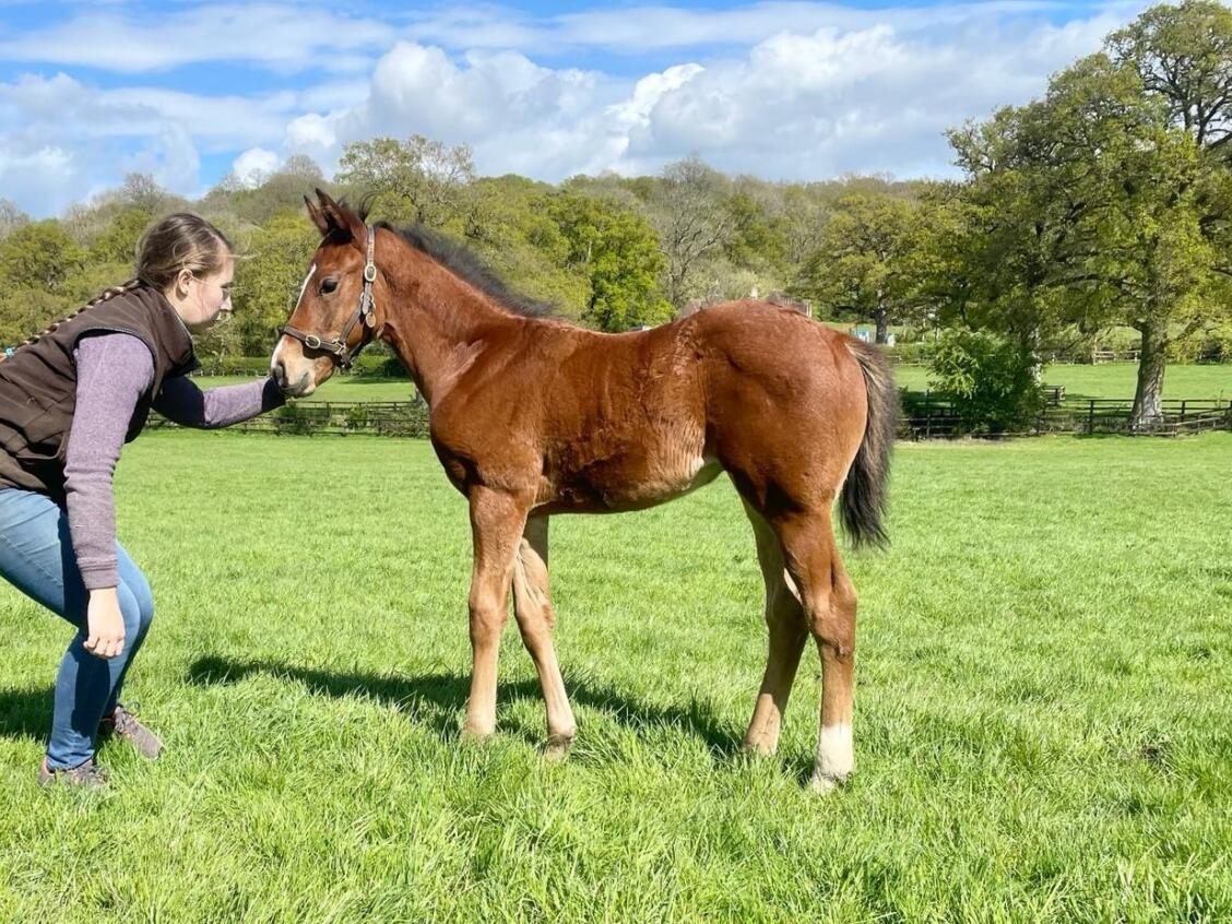Siyouni x Lightening Pearl 24 colt 18 04 24