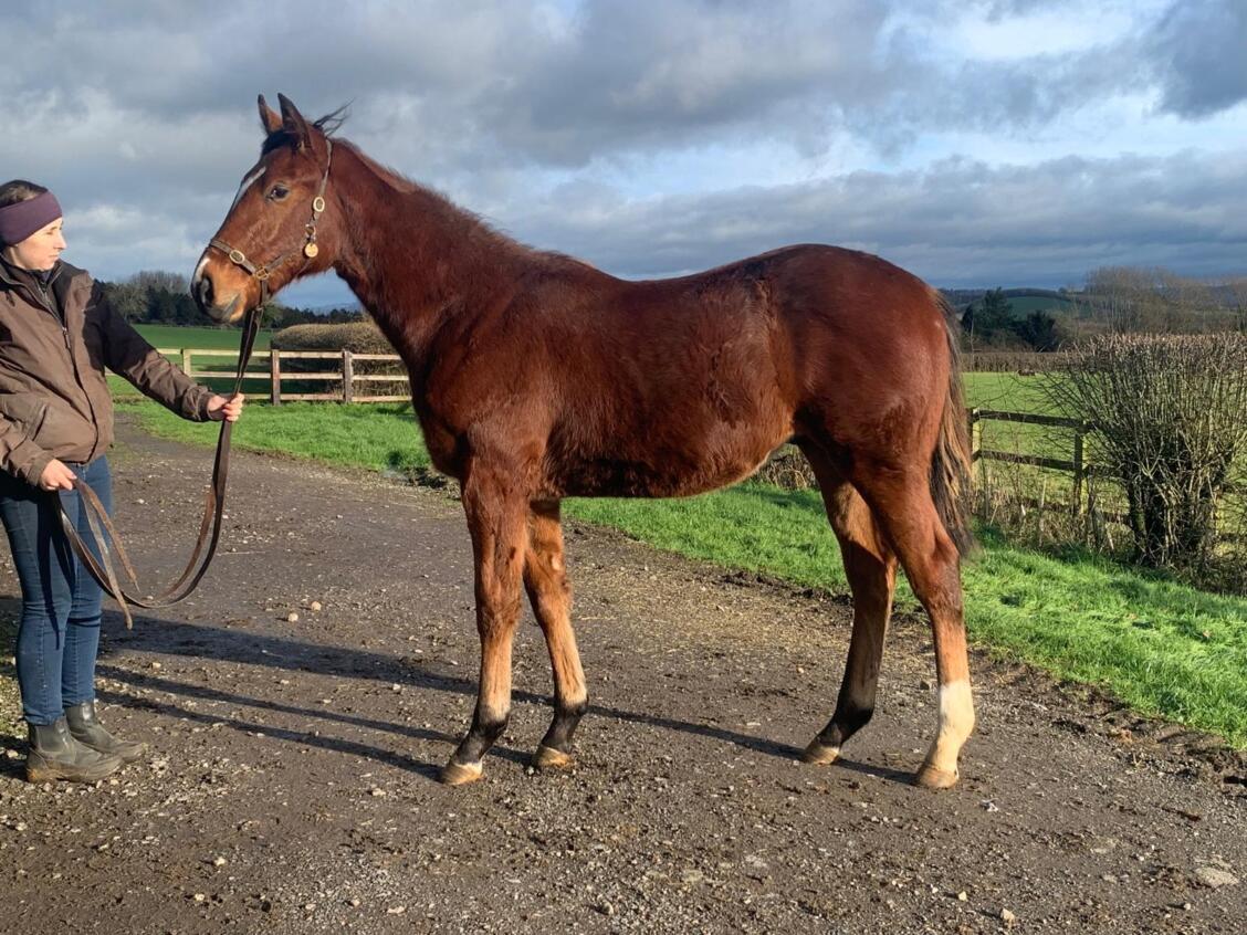 Siyouni x Lightening Pearl24 colt 07 01 2025