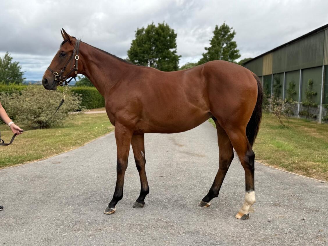 Siyouni x Lightening Pearl24 colt 17 07 2025