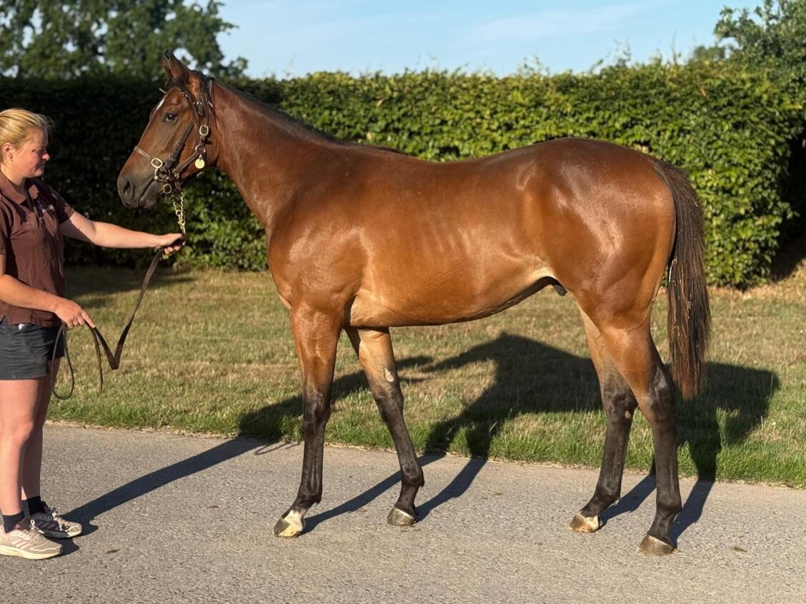 Siyouni x Saiga 24 colt 08 08 25