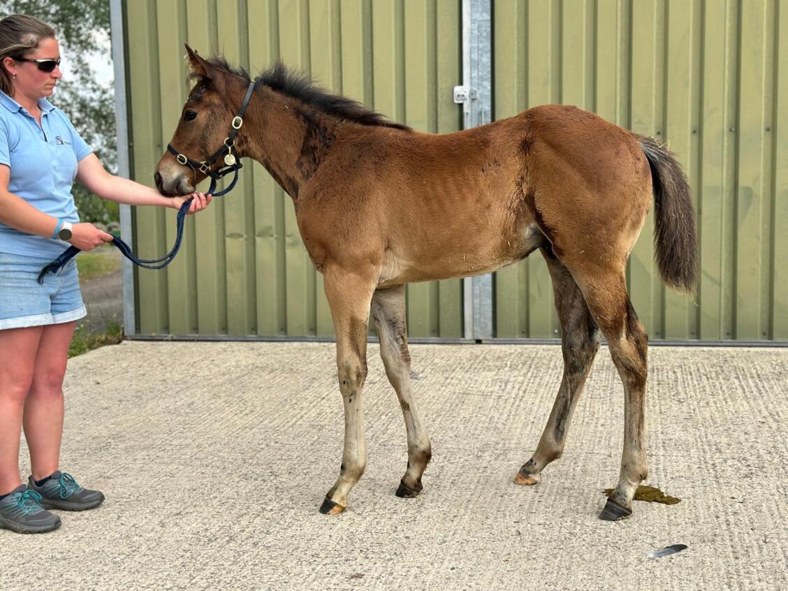 Siyouni x Saiga24 Colt 25 06 24