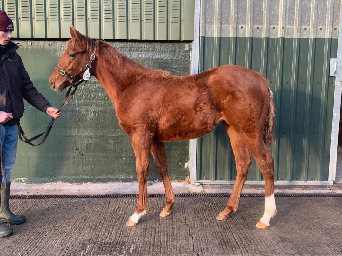 Starman x Estonia24 filly 07 01 2025