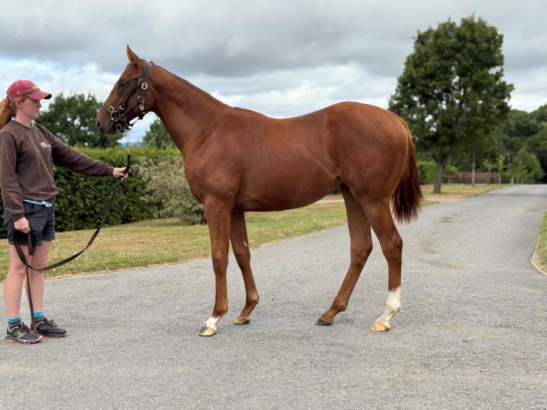 Starman x Estonia24 filly 17 07 2025