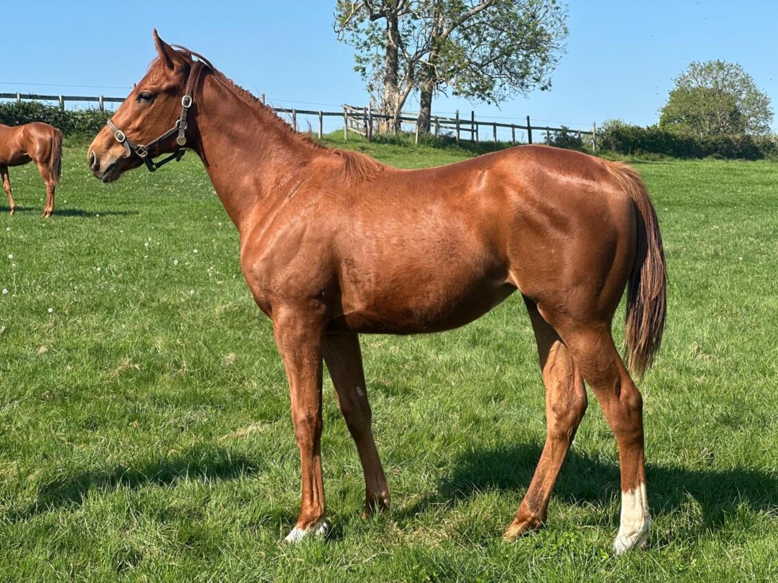 Starman x Estonia24 filly30 04 2025