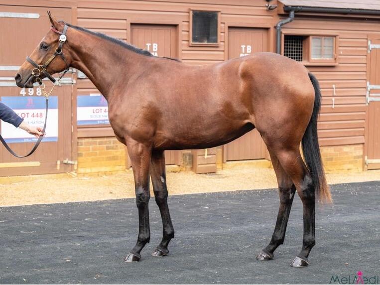 Too Darn Hot x Gold Sands24 filly