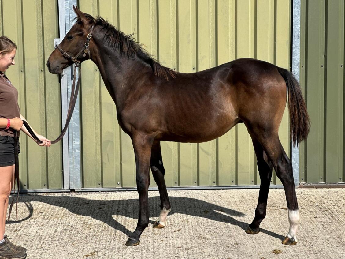 Too Darn Hot x Phantasmic24 colt 02 09 24