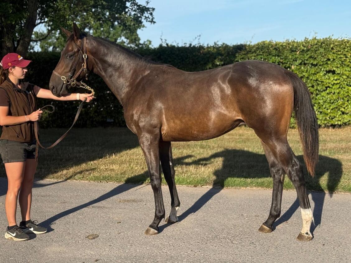 Too Darn Hot x Phantasmic24 colt 08 08 25