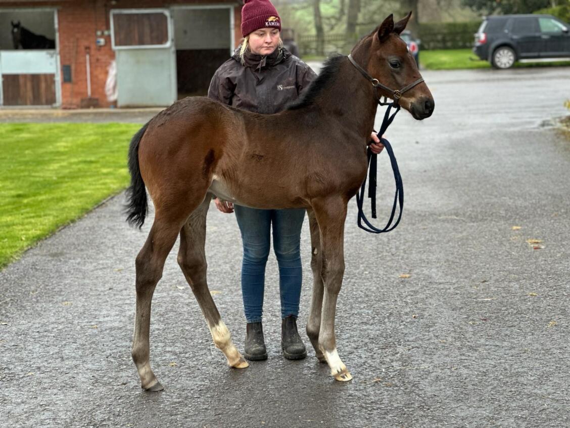 Too Darn Hot x Phantasmic24 colt 28 03 24