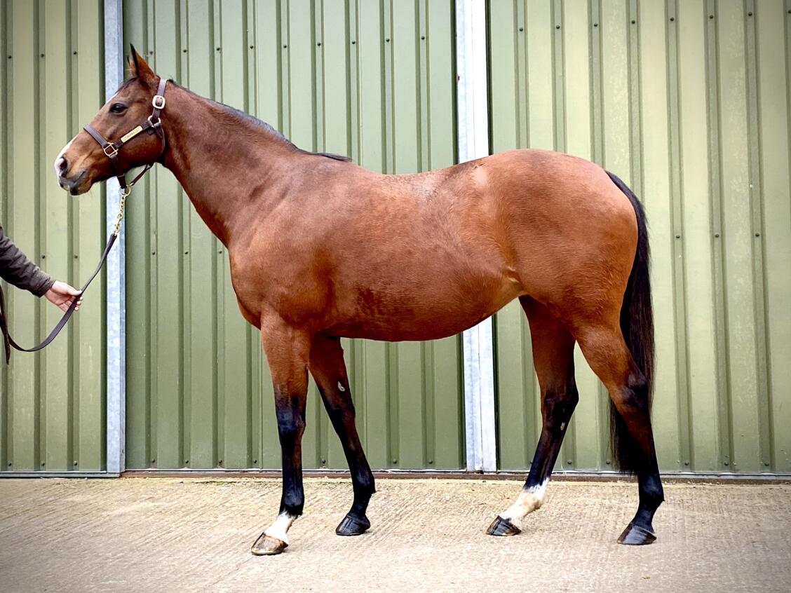 Victrix Ludroum 21 11 19