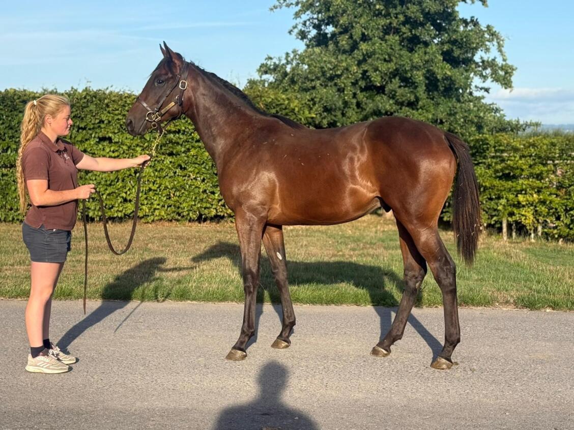 Wootton Bassett x Happen 2024 colt 08 08 25