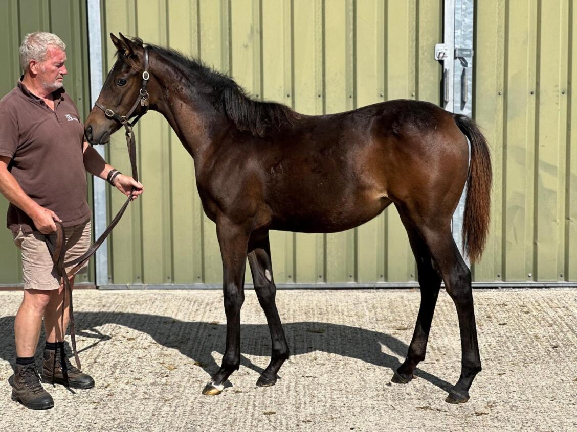 Zarak x Rosies Premier 24 filly 02 09 24