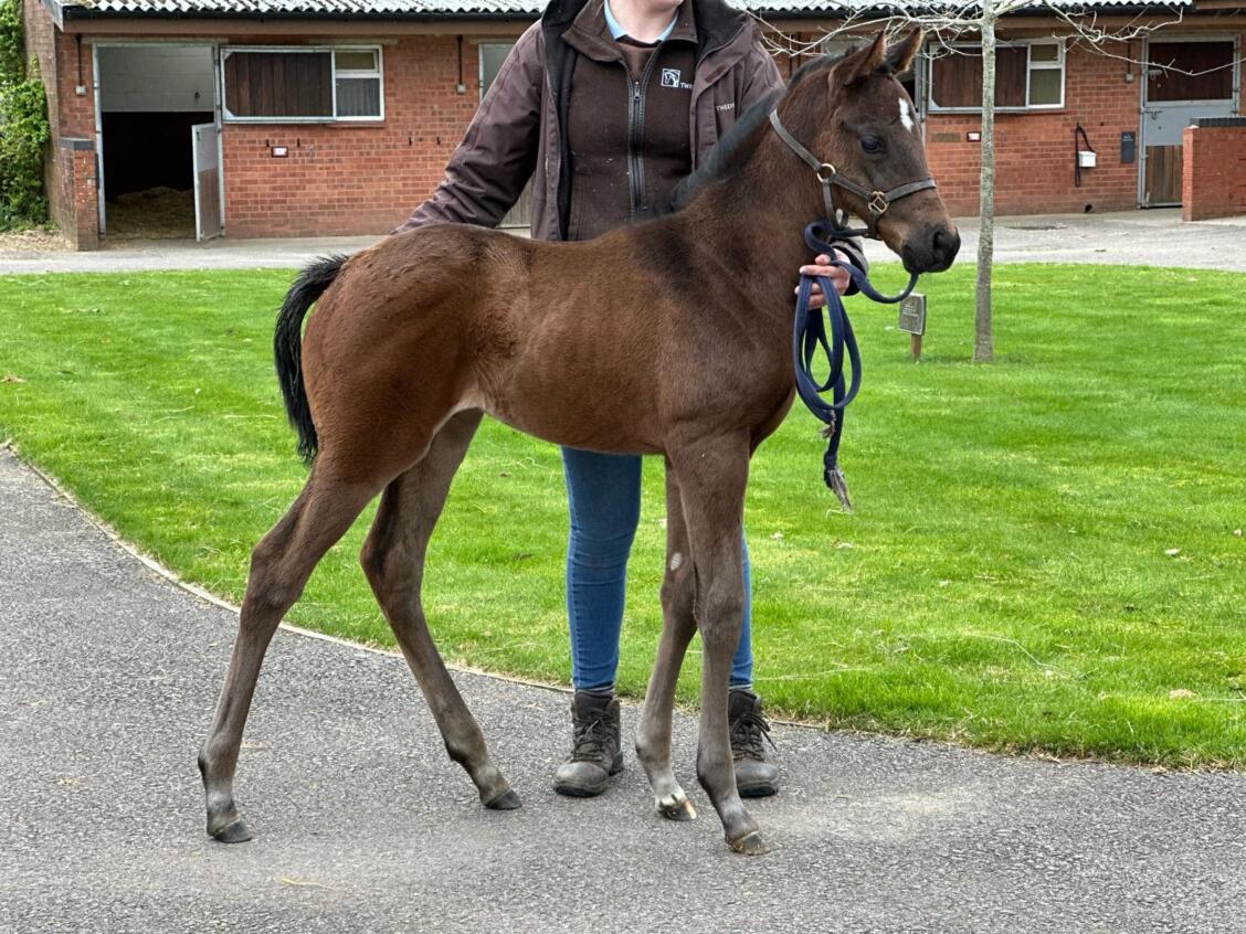 Zarak x Rosies Premier 24 filly 04 03 24