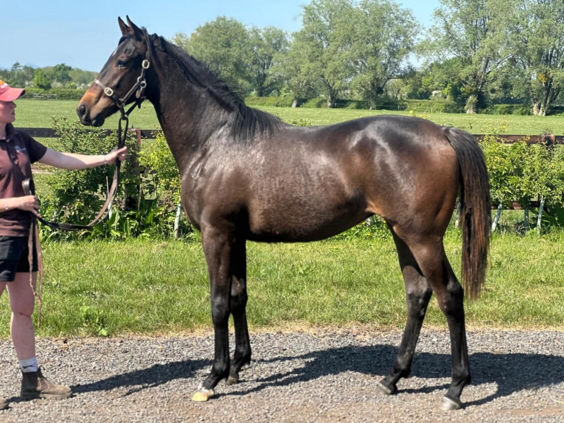 Zarak x Rosies Premiere24 filly 30 04 2025