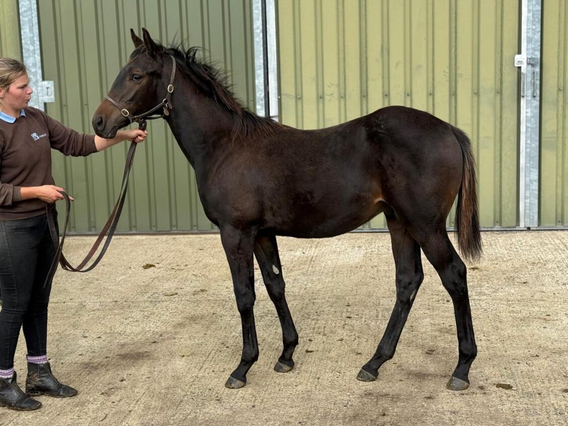 Zelzal x Sleek Gold 2025 colt 18 09 2025