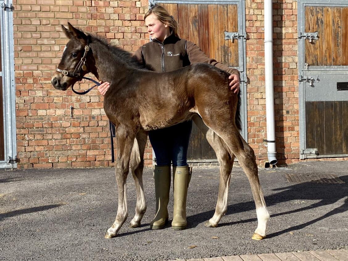 Zoustar x Arabda 2021 colt 12 03 21