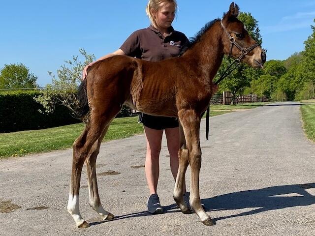 Zoustar x Bewitchment 2020 colt 21 04 20