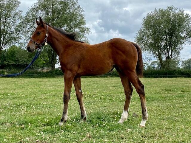 Zoustar x Bewitchment 2020 colt 24 07 20