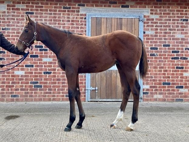 Zoustar x Bewitchment 2020 colt 24 09 20