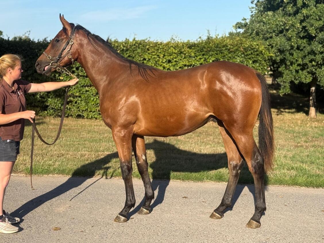 Zoustar x Create Belief24 colt 08 08 25