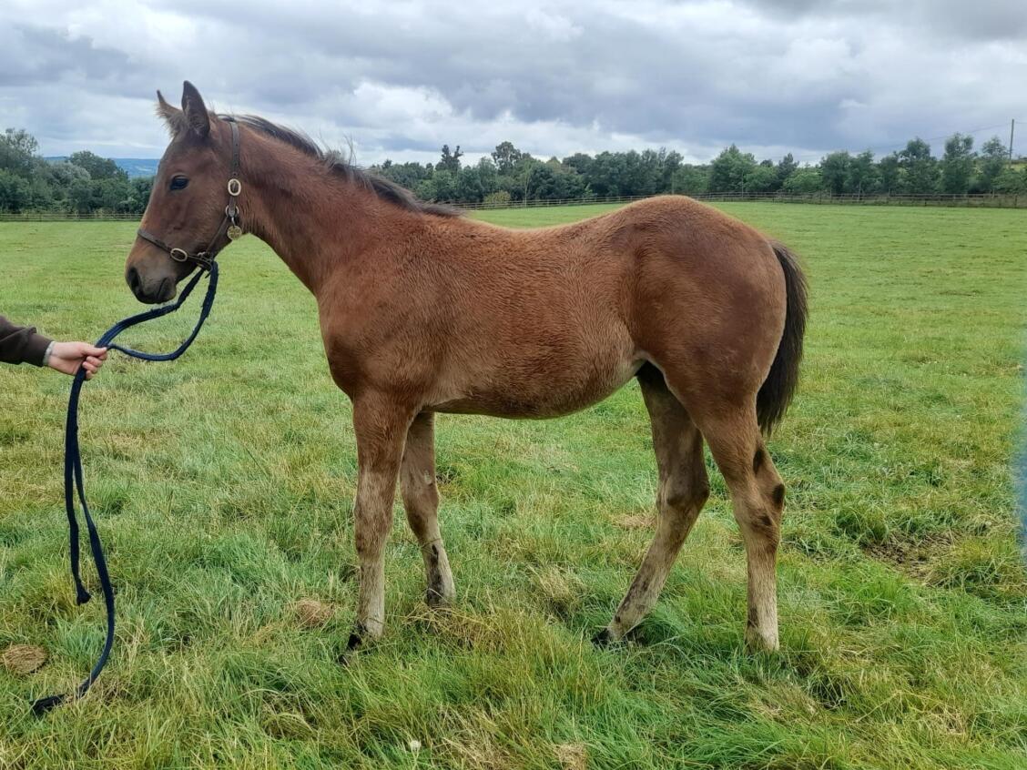 Zoustar x Create Belief24 colt 17 07 24