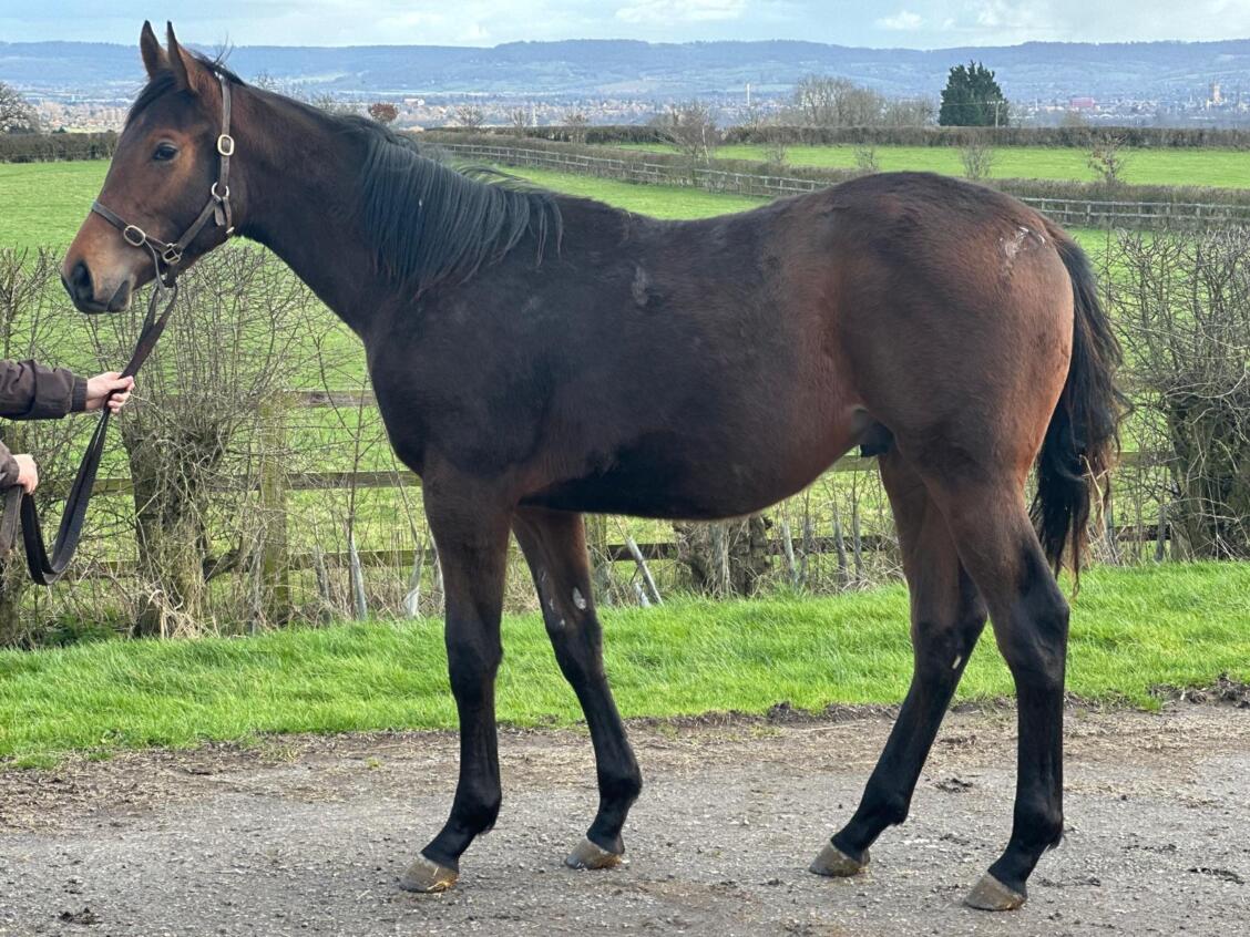 Zoustar x Create Belief24 colt 25 02 025