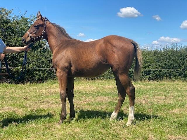 Zoustar x Evil Spell 2020 filly 21 07 20
