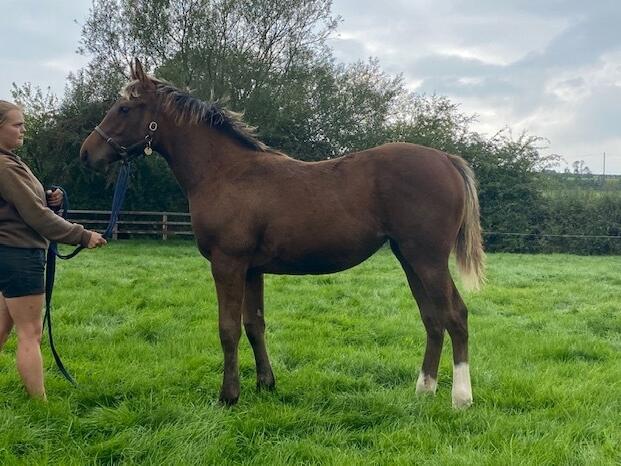 Zoustar x Evil Spell 2020 filly 22 09 20