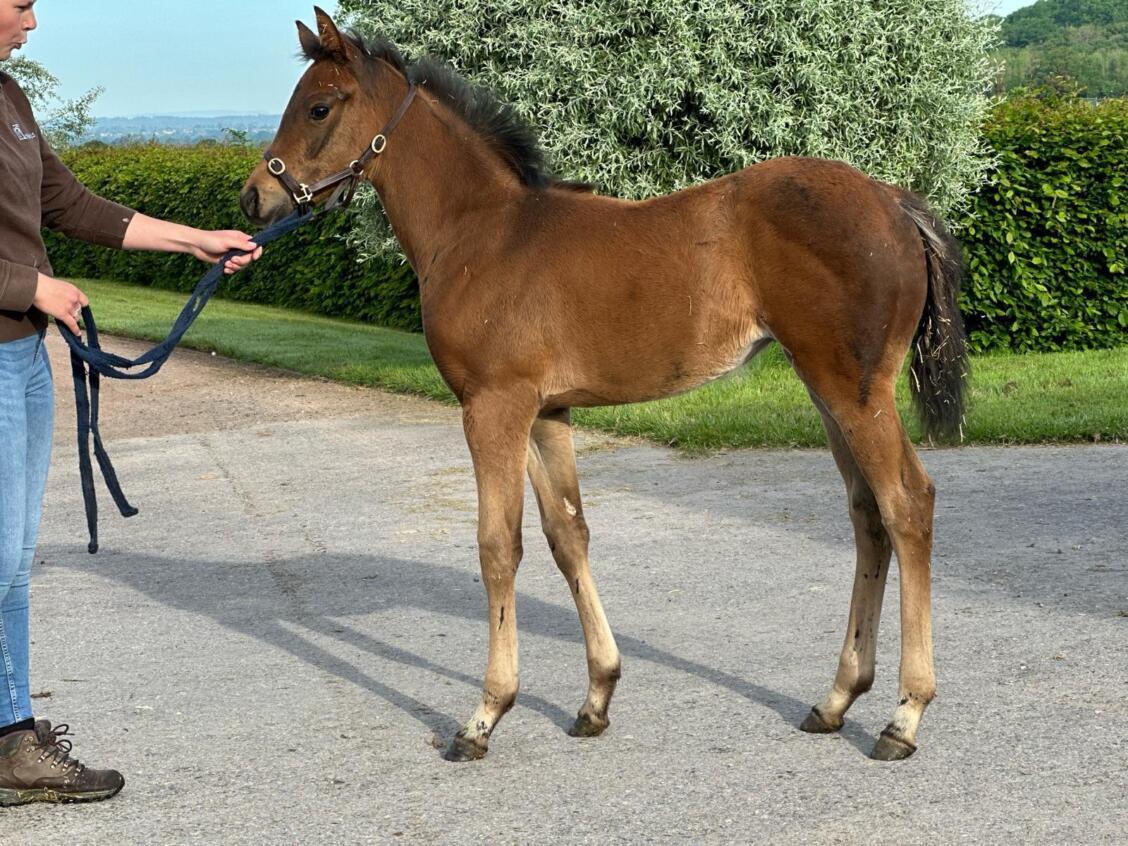 Zoustar x Festive Star 24 filly 16 05 24