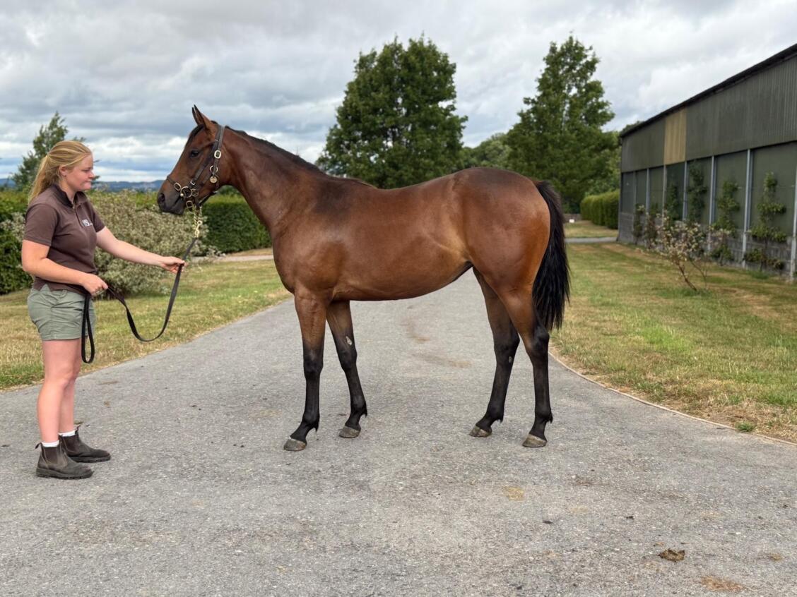 Zoustar x Festive Star24 filly 17 07 2025