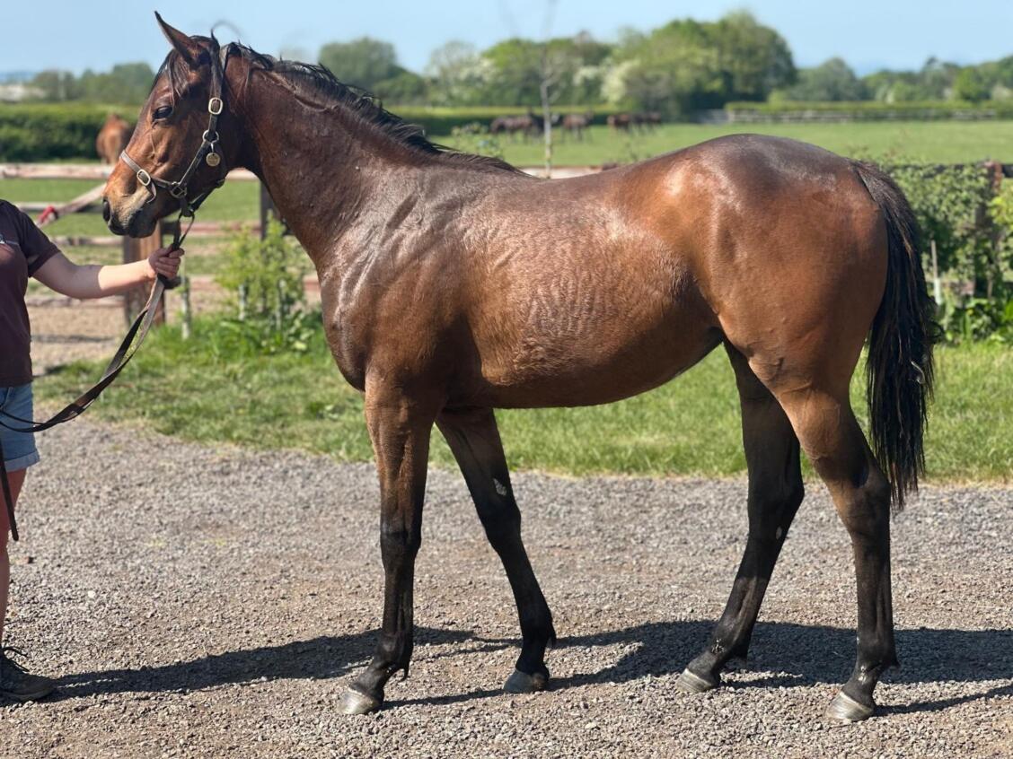 Zoustar x Festive Star24 filly 30 04 2025