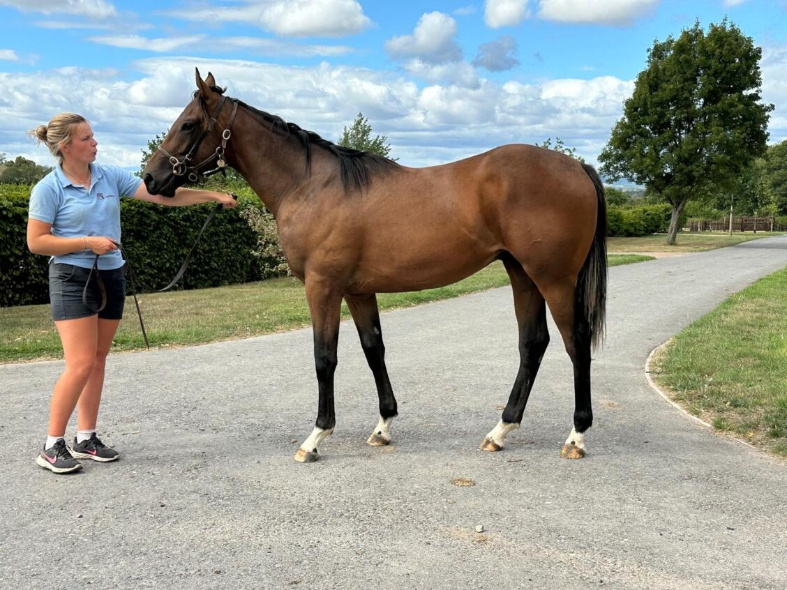 Zoustar x Miss Nay Never 24 colt 14 08 25