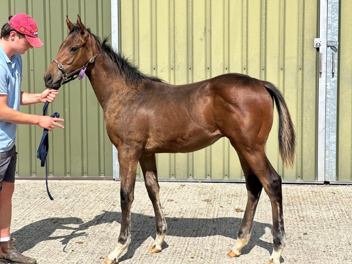 Zoustar x Miss Nay Never24 Colt 03 09 24