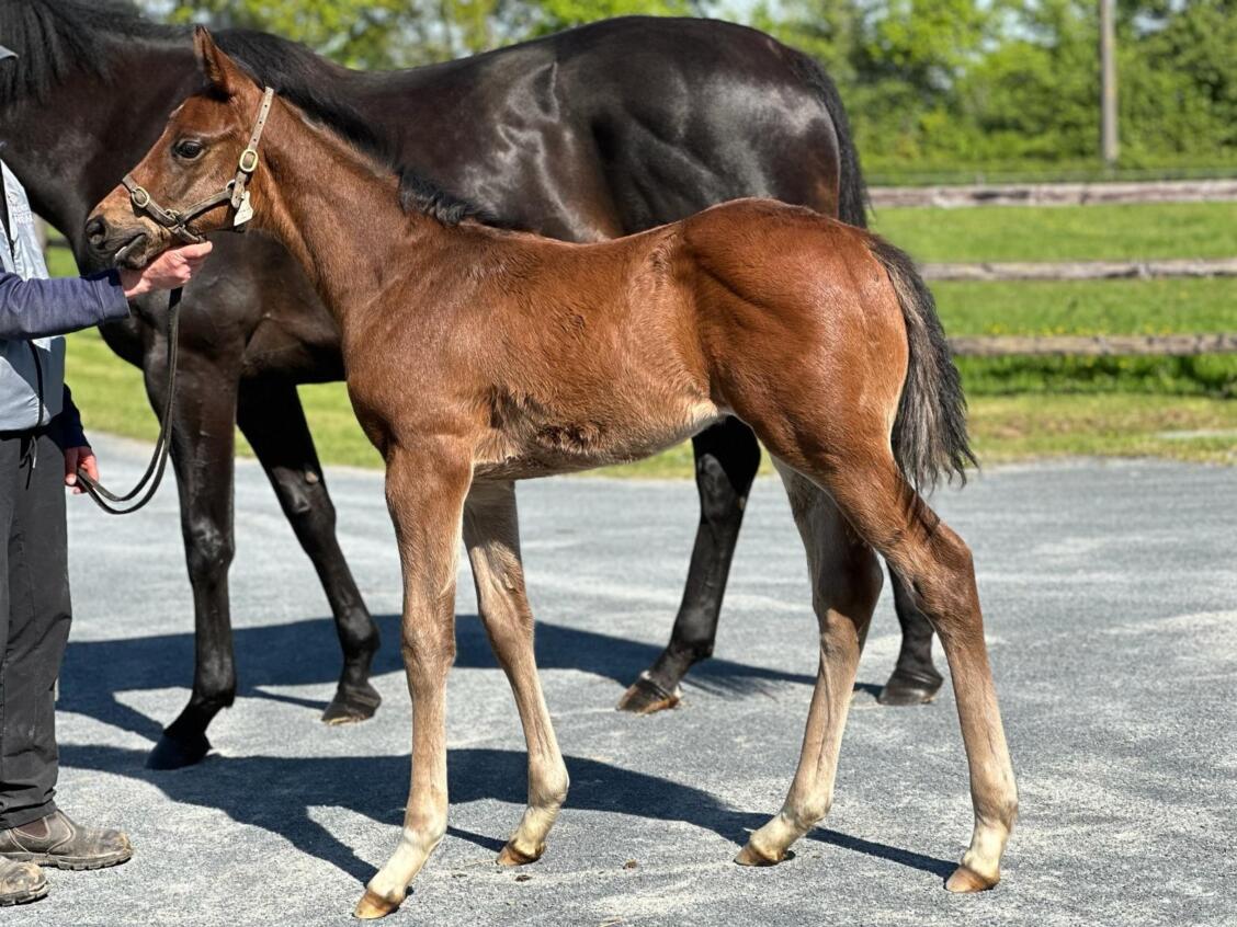 Zoustar x Miss Nay Never24 Colt 10 05 24