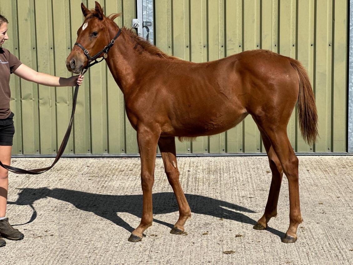 Zoustar x Mo Celita 24 Filly 020924