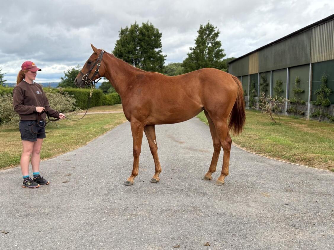 Zoustar x Mo Celita24 filly 17 07 2025