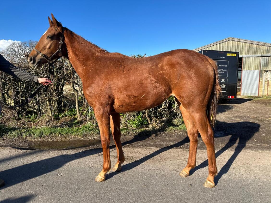 Zoustar x Mo Celita24 filly 28 02 2024