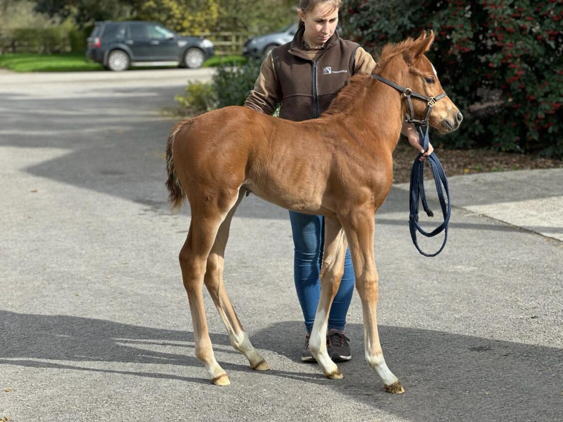 Zoustar x Moravia24 Filly 18 03 24 2