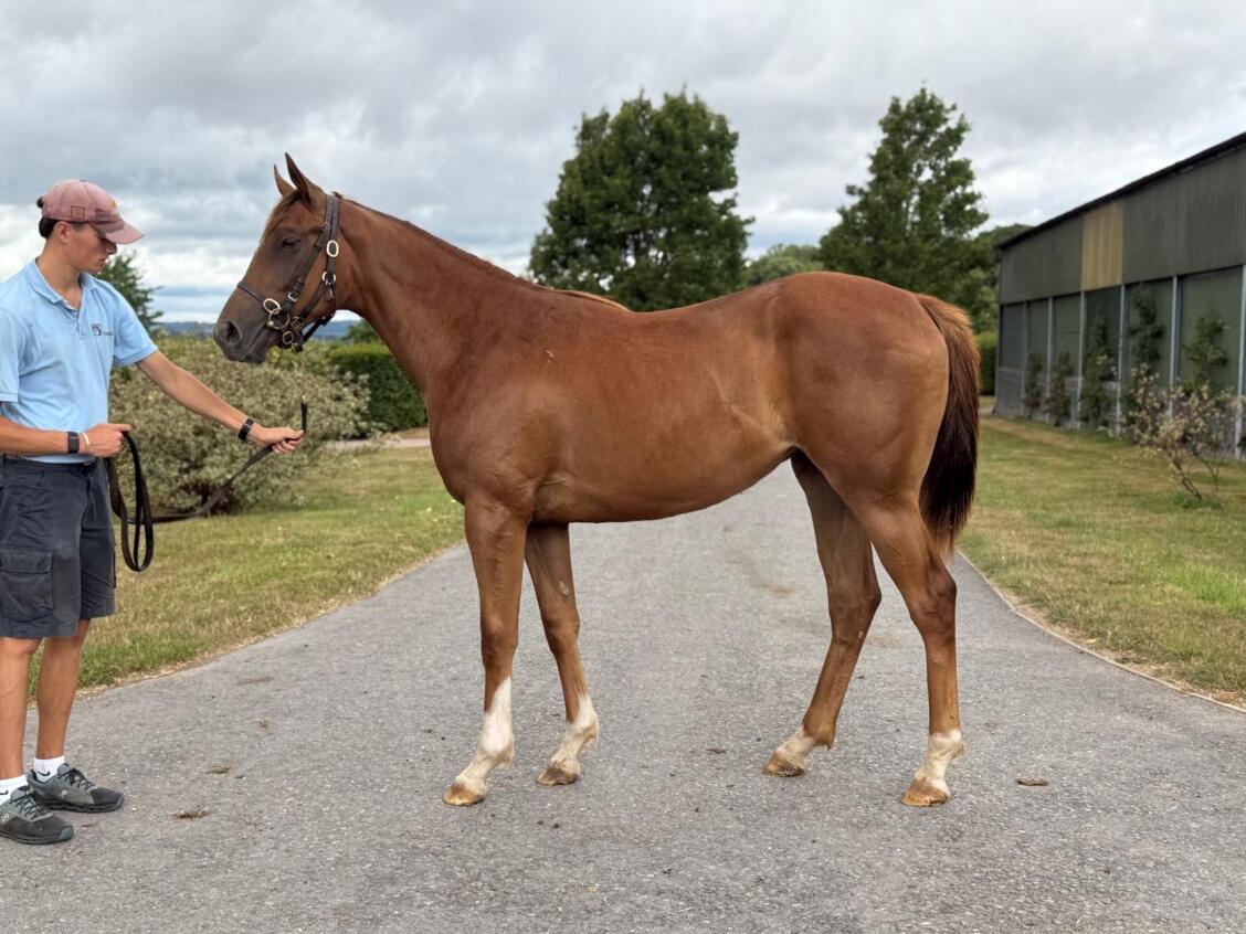 Zoustar x Moravia24 filly 17 07 2025