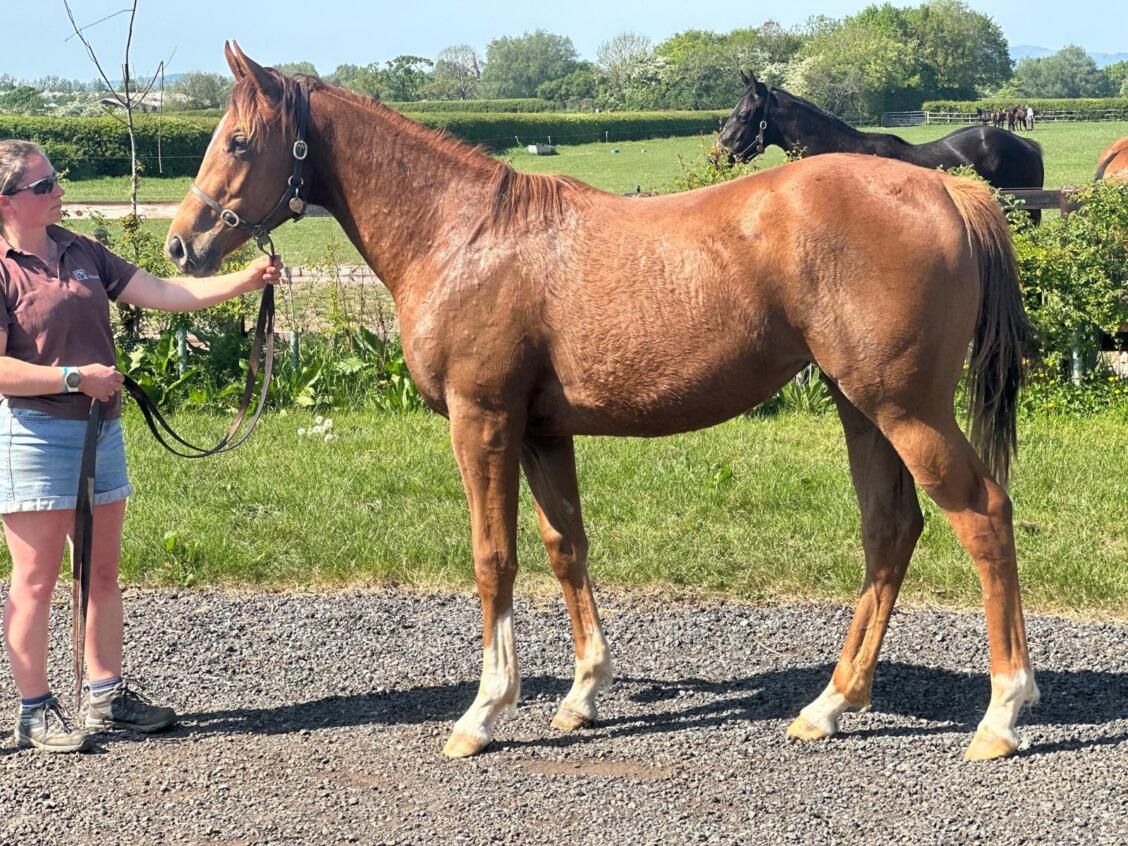 Zoustar x Moravia24 filly 30 04 2025