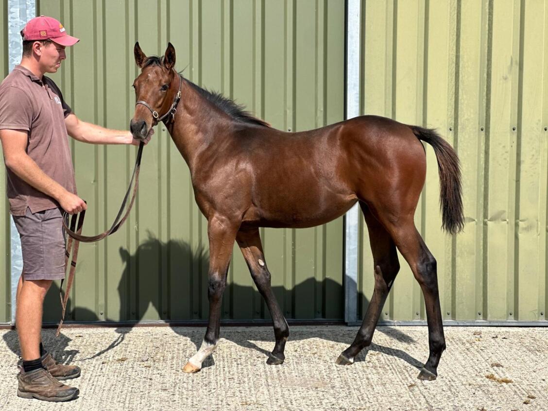 Zoustar x Nozhar 24 filly 03 09 24