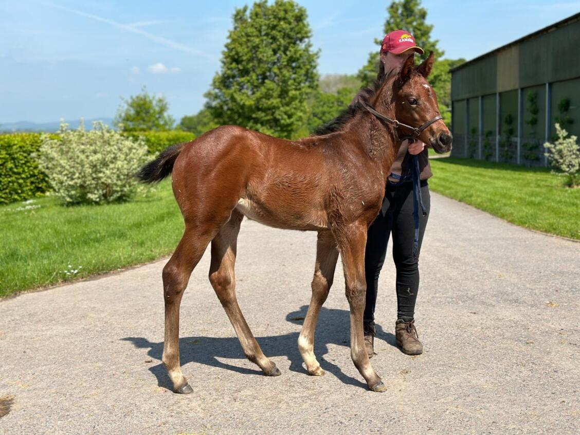 Zoustar x Nozhar 24 filly 07 05 24
