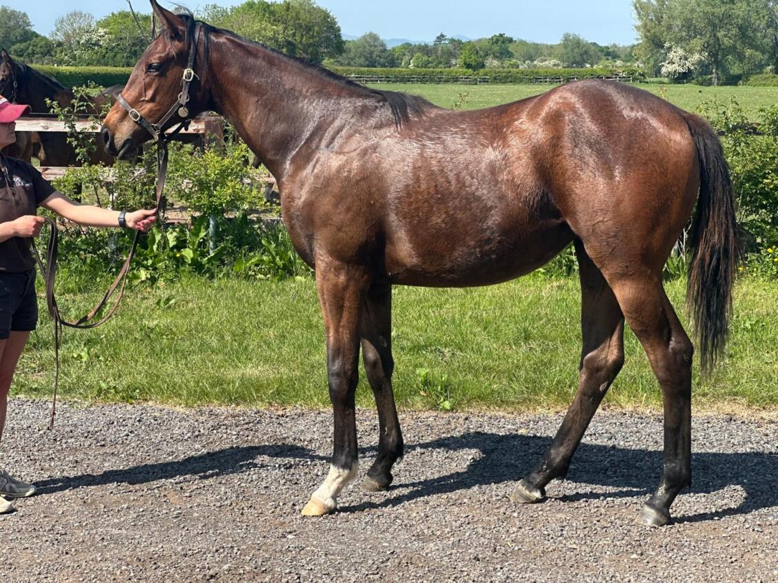 Zoustar x Nozhar24 filly 30 04 2025