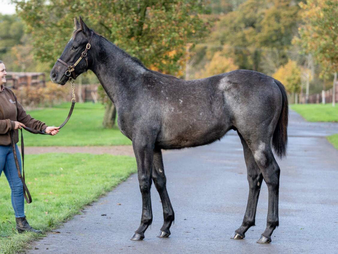 Zoustar x Procedure 1