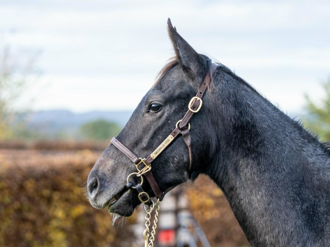 Zoustar x Procedure 2