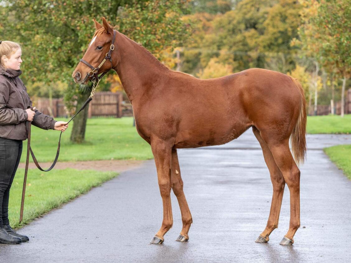 Zoustar x Rich Legacy