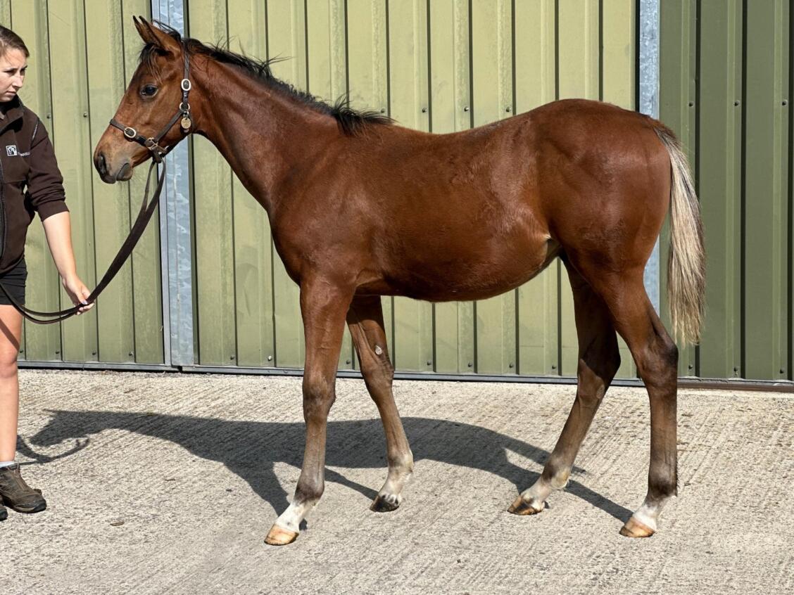 Zoustar x Time Scale 24 colt 03 09 24